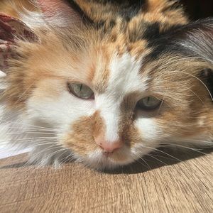 Meet your Posher, Natalie